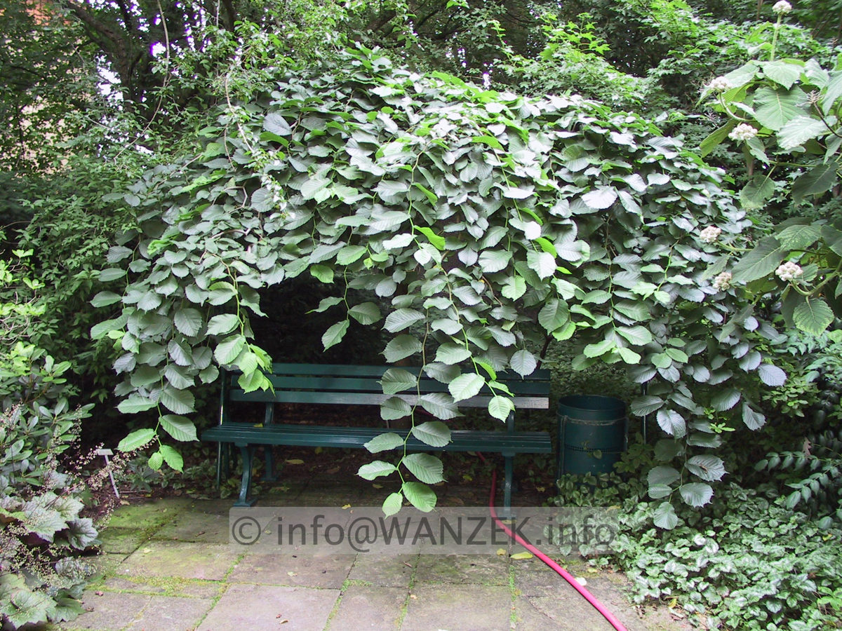 Ulmus glabra Horizontalis.JPG